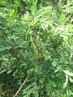 Image of desert false indigo