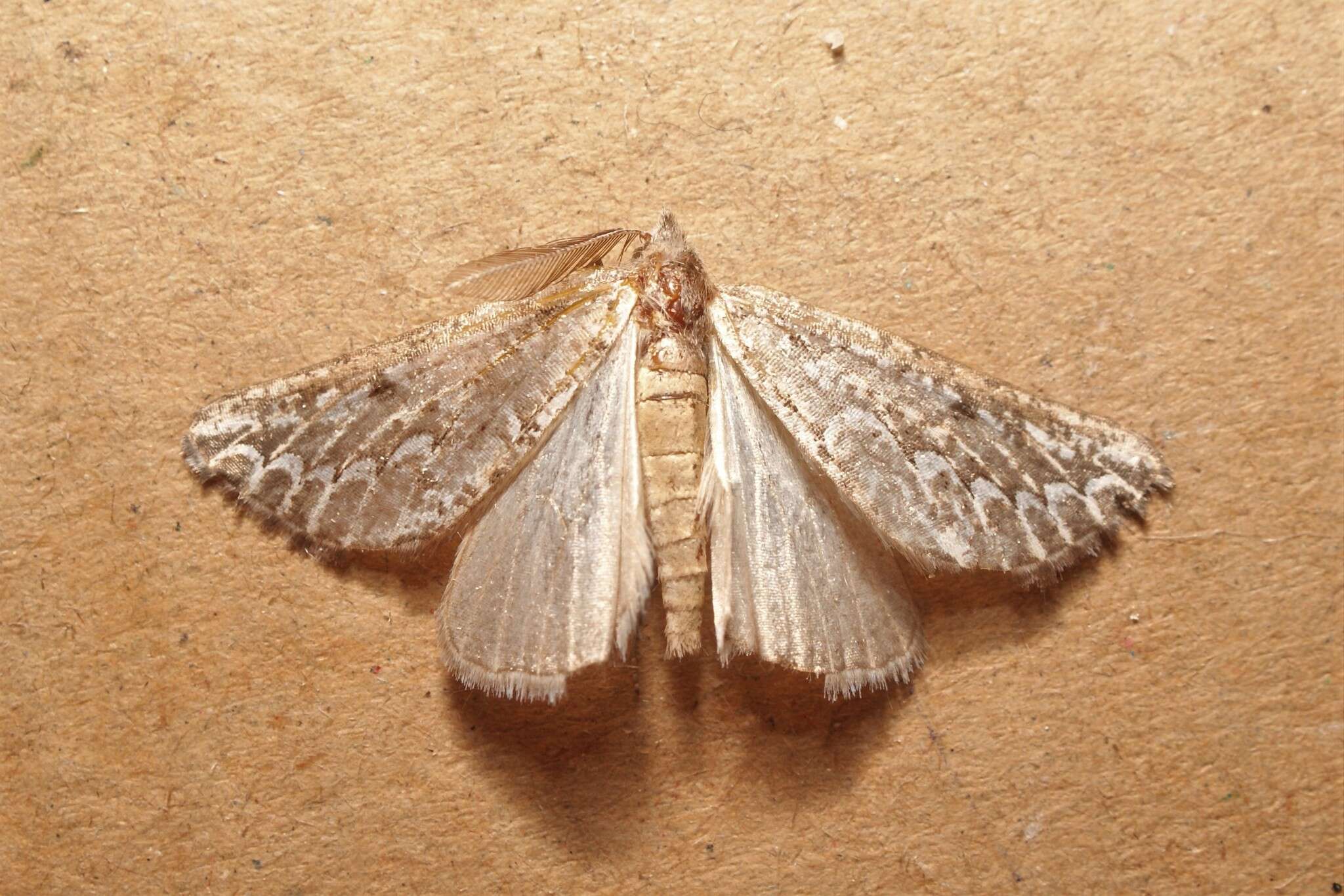 Image of Compsoptera jourdanaria Villers 1827