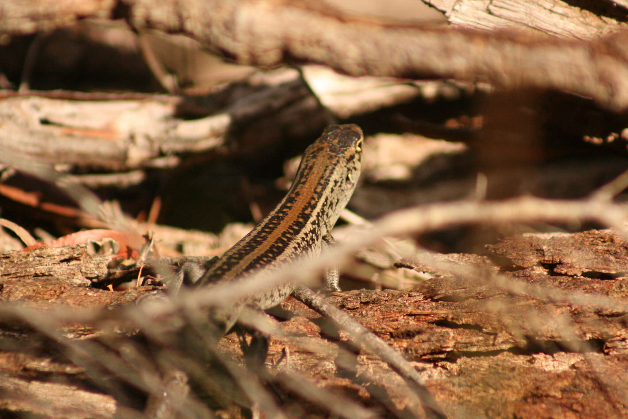 Image of South-western Rock-skink