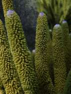 Image of corky sea finger