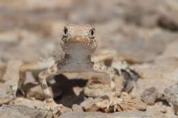 Image of Carter’s Semaphore Gecko