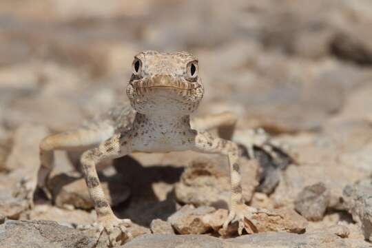 Image de Pristurus carteri (Gray 1863)