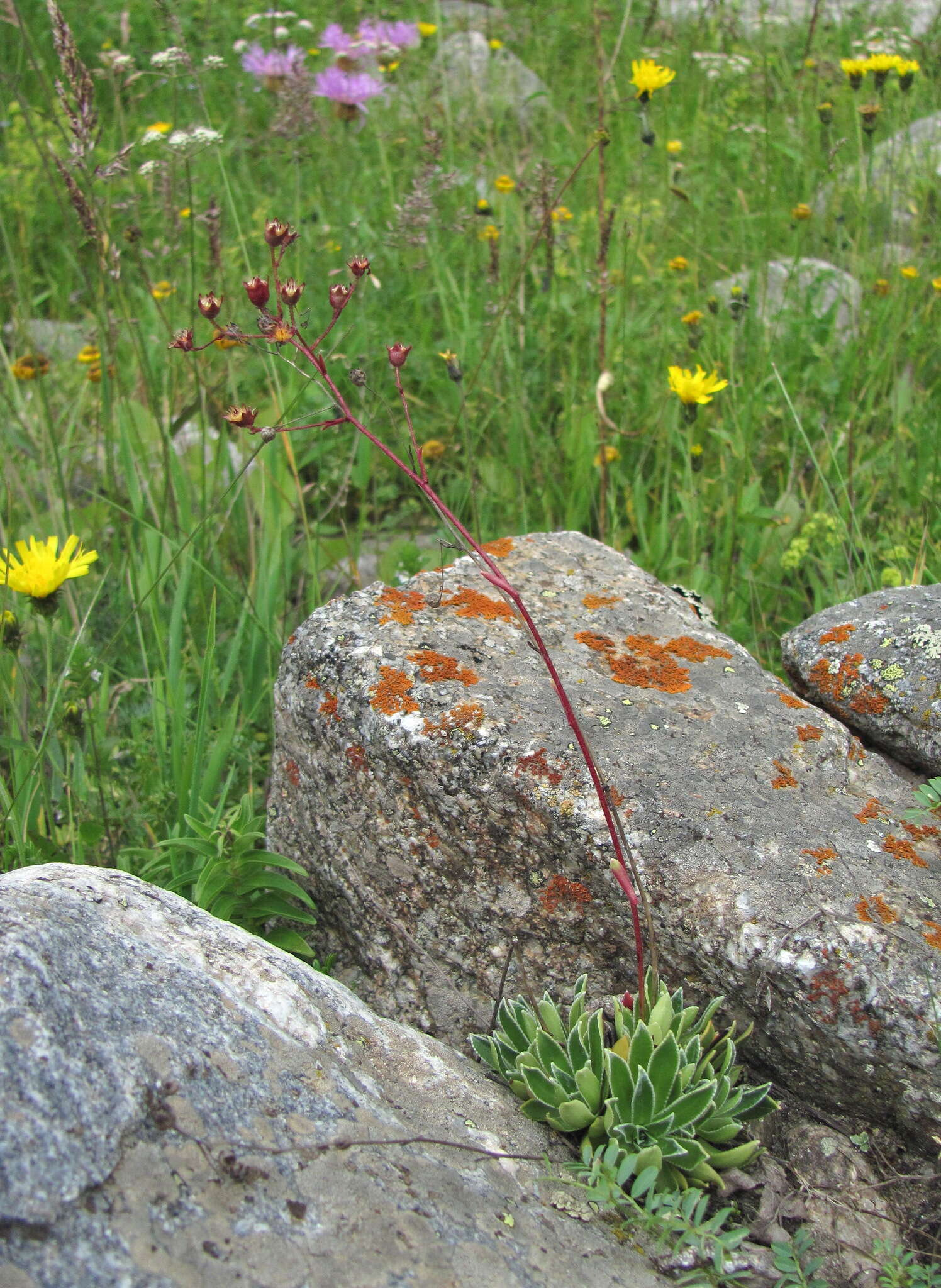 Image of Saxifraga paniculata subsp. cartilaginea (Willd.) D. A. Webb