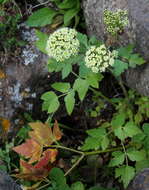 Image of Athamanta cervariifolia (DC.) DC.