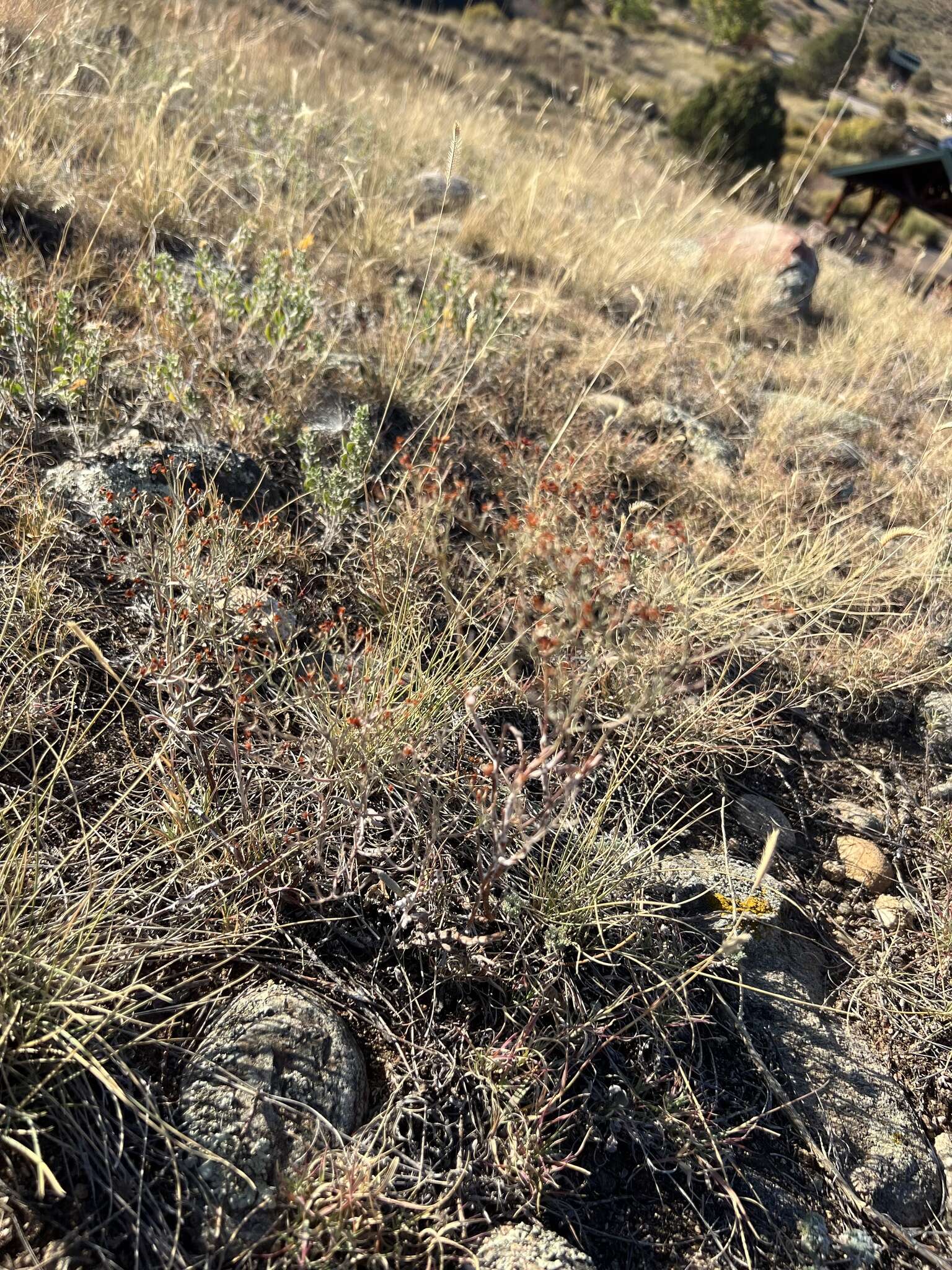 Image of spreading buckwheat