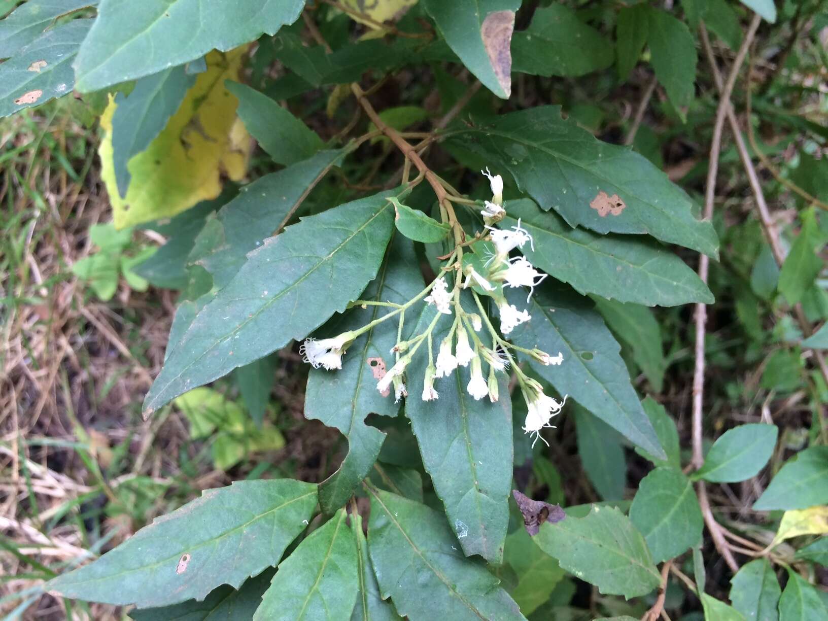 Image of Ageratina ligustrina (DC.) R. King & H. Rob.