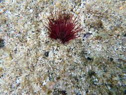 صورة Echinostrephus A. Agassiz 1863