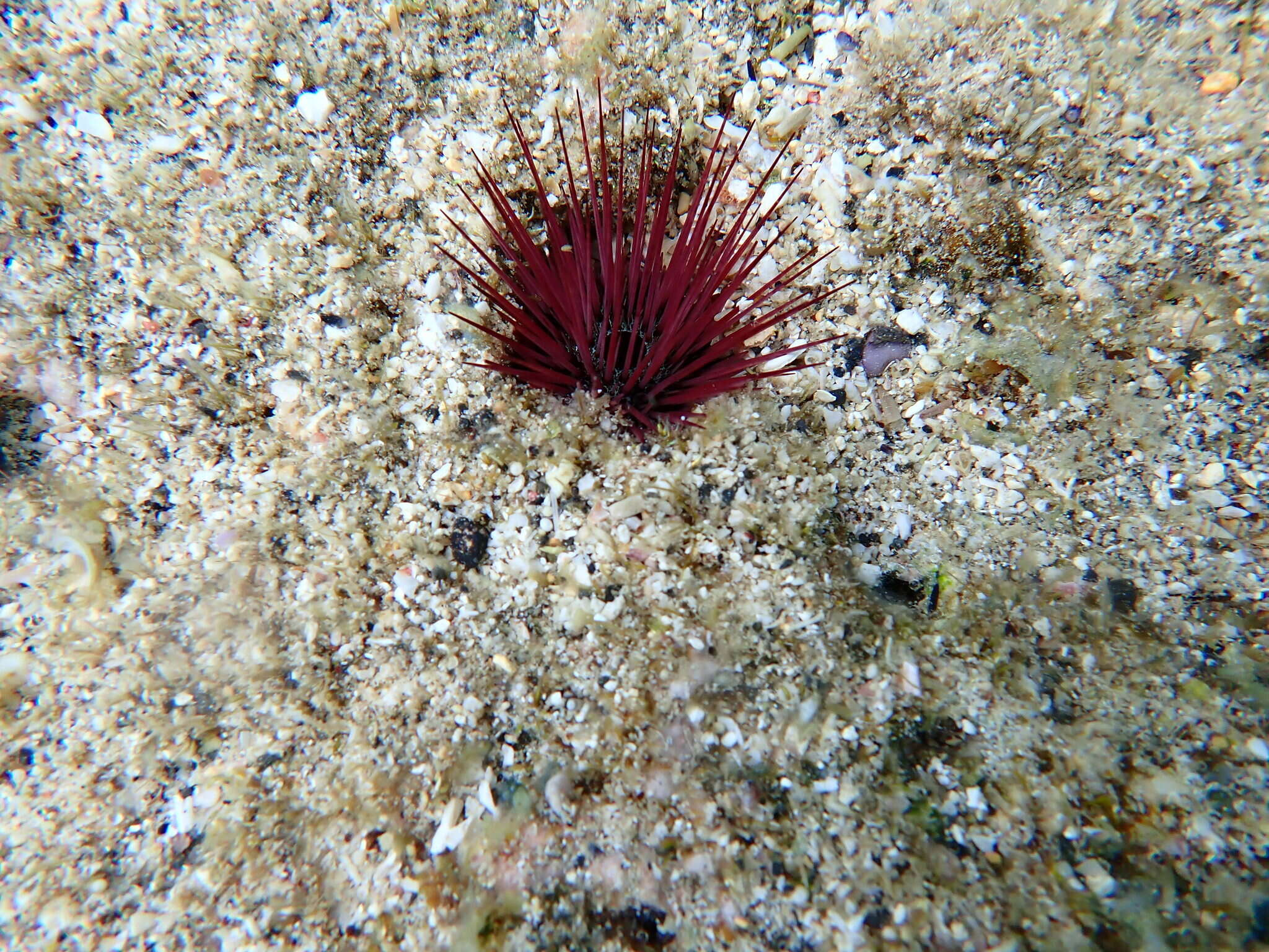 صورة Echinostrephus A. Agassiz 1863