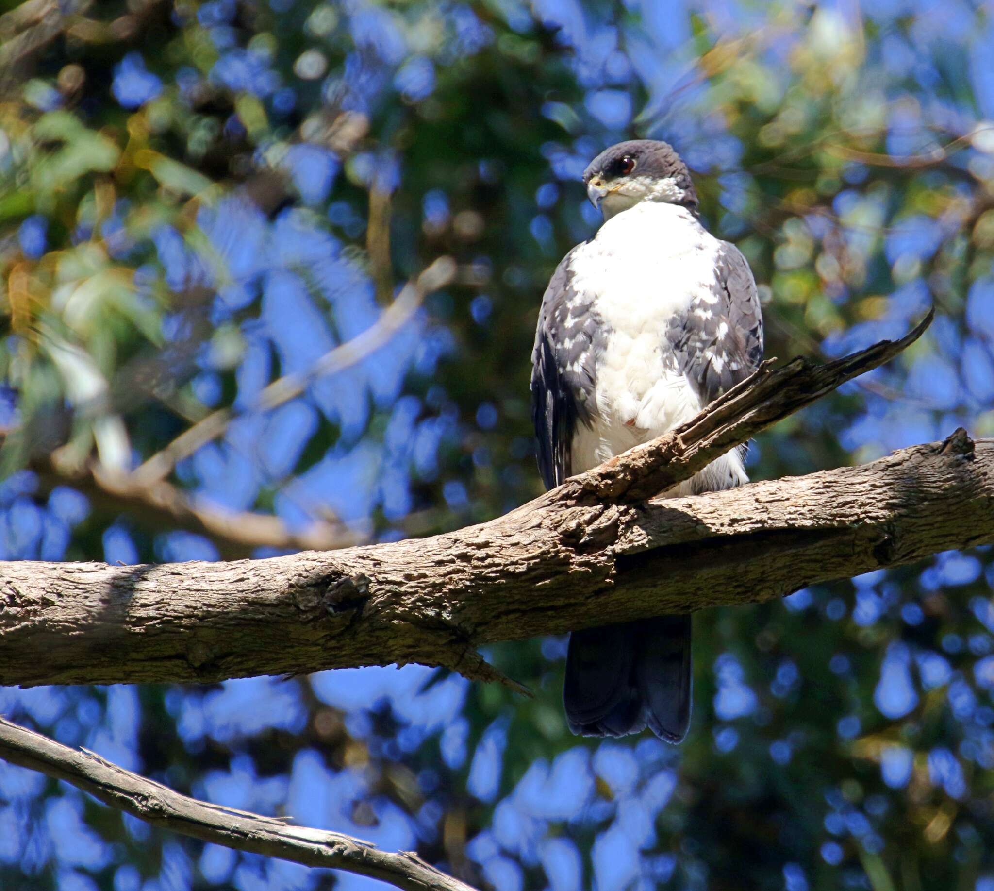 Image of Black Sparrowhawk