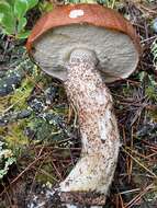 Image of Leccinum largentii Thiers 1975