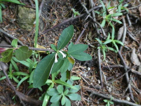 Image of Wikstroemia monnula Hance