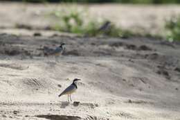 Image of Egyptian plovers