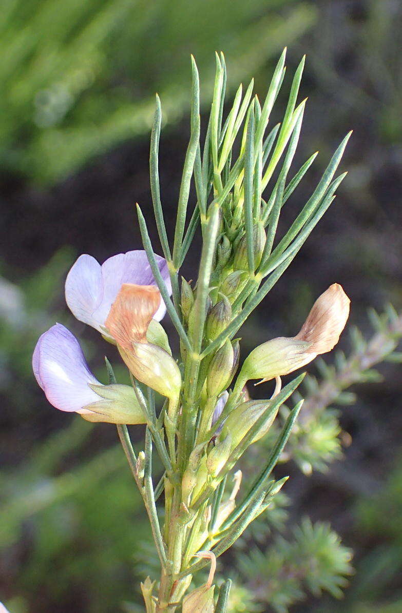 Image of <i>Psoralea diturnerae</i>