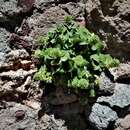 Image of Stachys spreitzenhoferi Heldr.