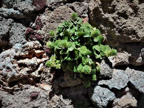 Слика од Stachys spreitzenhoferi Heldr.