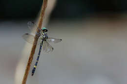 Image of Acrogomphus malayanus Laidlaw 1925