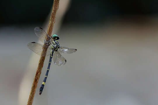 صورة Acrogomphus Laidlaw 1925