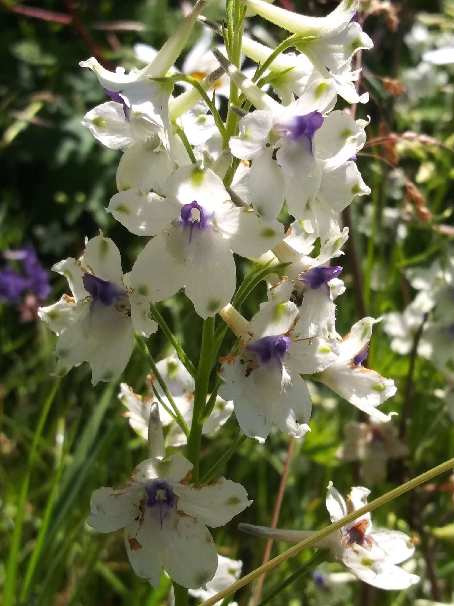 孔雀翠雀花的圖片