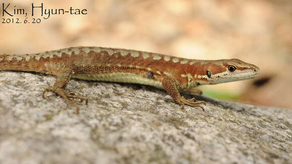 Image of Amur grass lizard