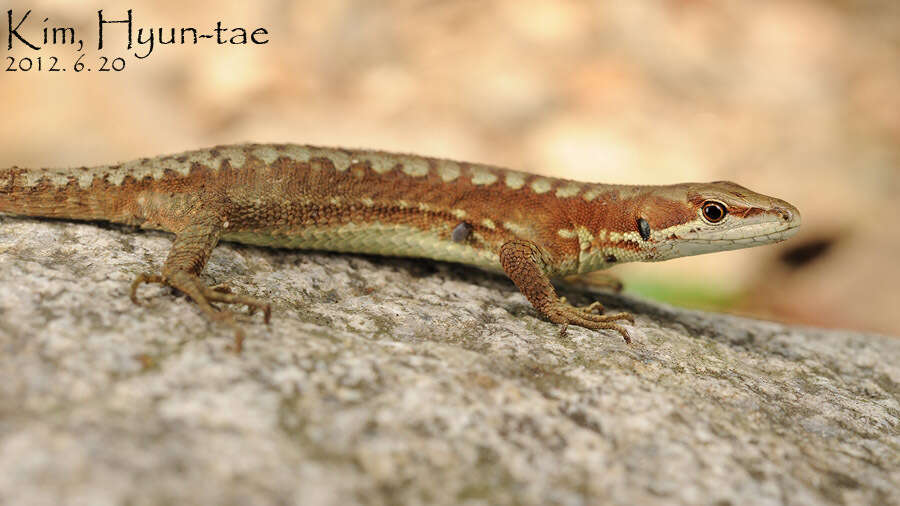 Takydromus amurensis (Peters 1881) resmi