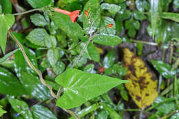 Слика од Ipomoea cholulensis Kunth