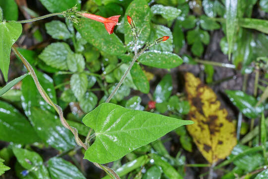 Image of Ipomoea cholulensis Kunth