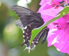 Image of Pink-spotted Swallowtail