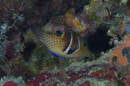 Image of Circle-barred puffer