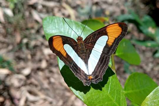 Image of Adelpha thoasa