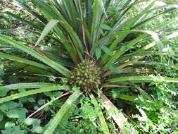 Image of Bromelia hemisphaerica Lam.