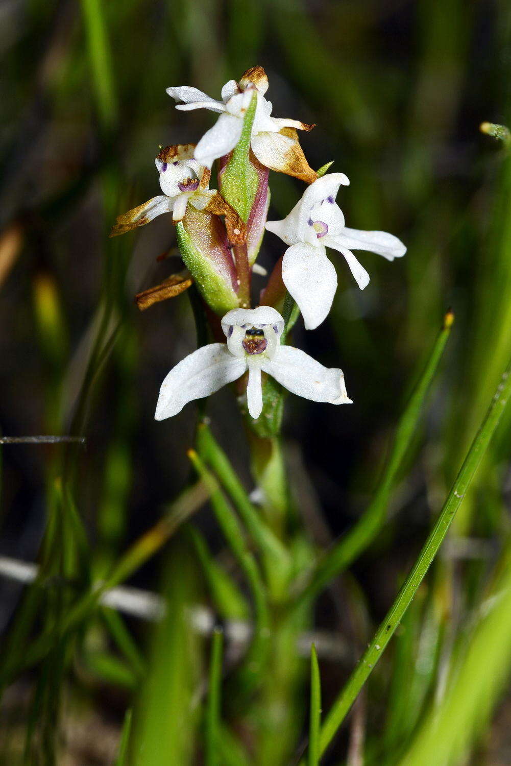 Image of Disa tenella subsp. pusilla H. P. Linder