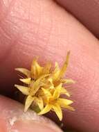 Image of Parry's rabbitbrush