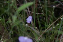 Image of Utricularia terrae-reginae P. Taylor