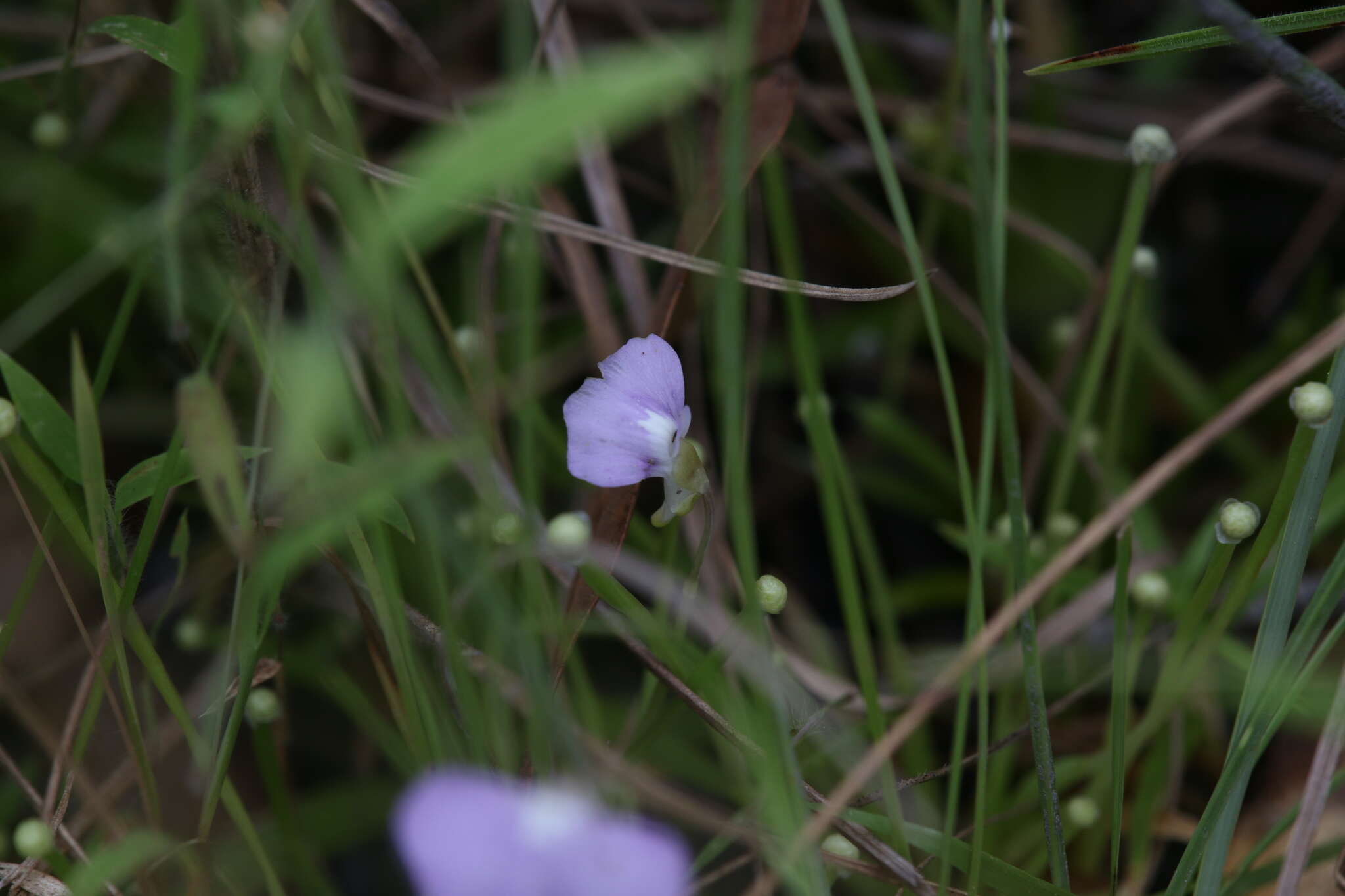 Image of Utricularia terrae-reginae P. Taylor