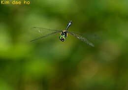 Image of Somatochlora clavata Oguma 1913