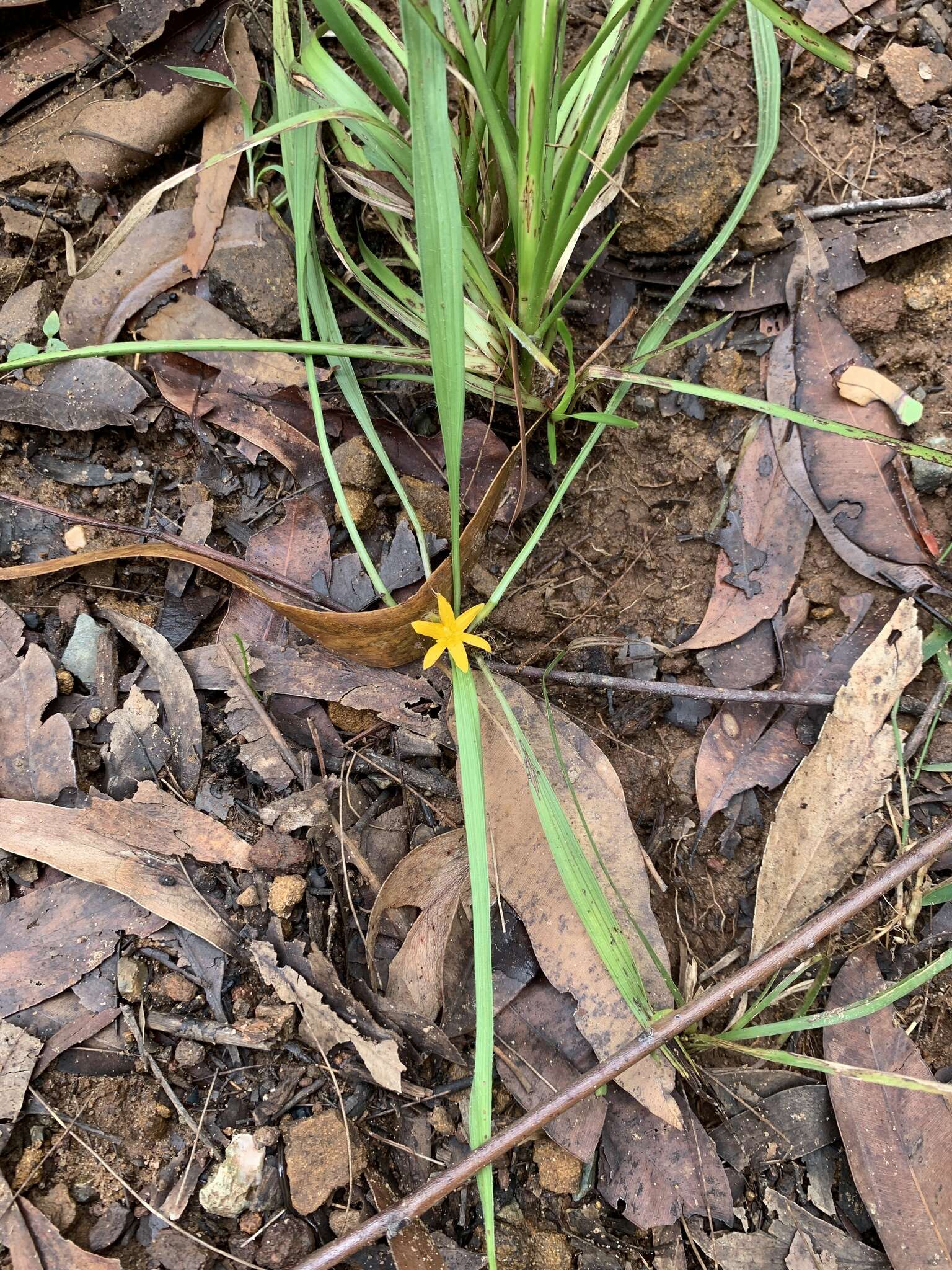 Image of Curculigo ensifolia R. Br.