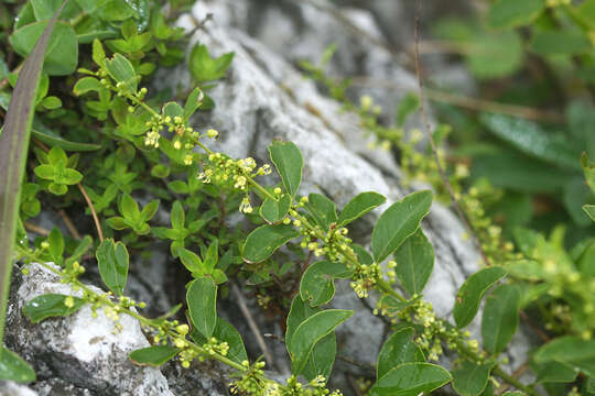 Image of Flueggea suffruticosa (Pall.) Baill.