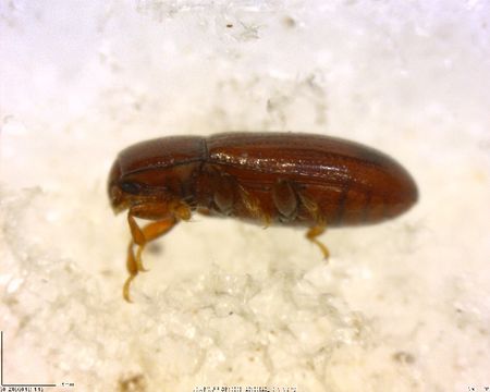 Image of <i>Philothermus glabriculus</i> Le Conte 1863