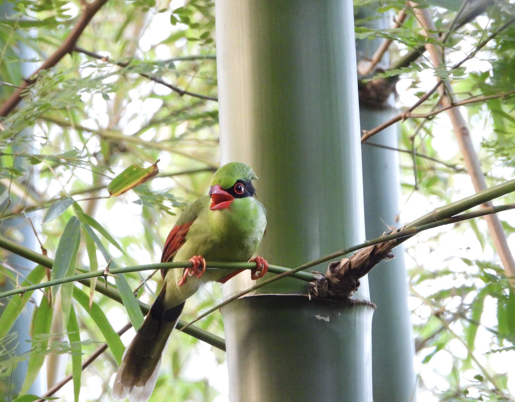 Image of Indochinese Green Magpie