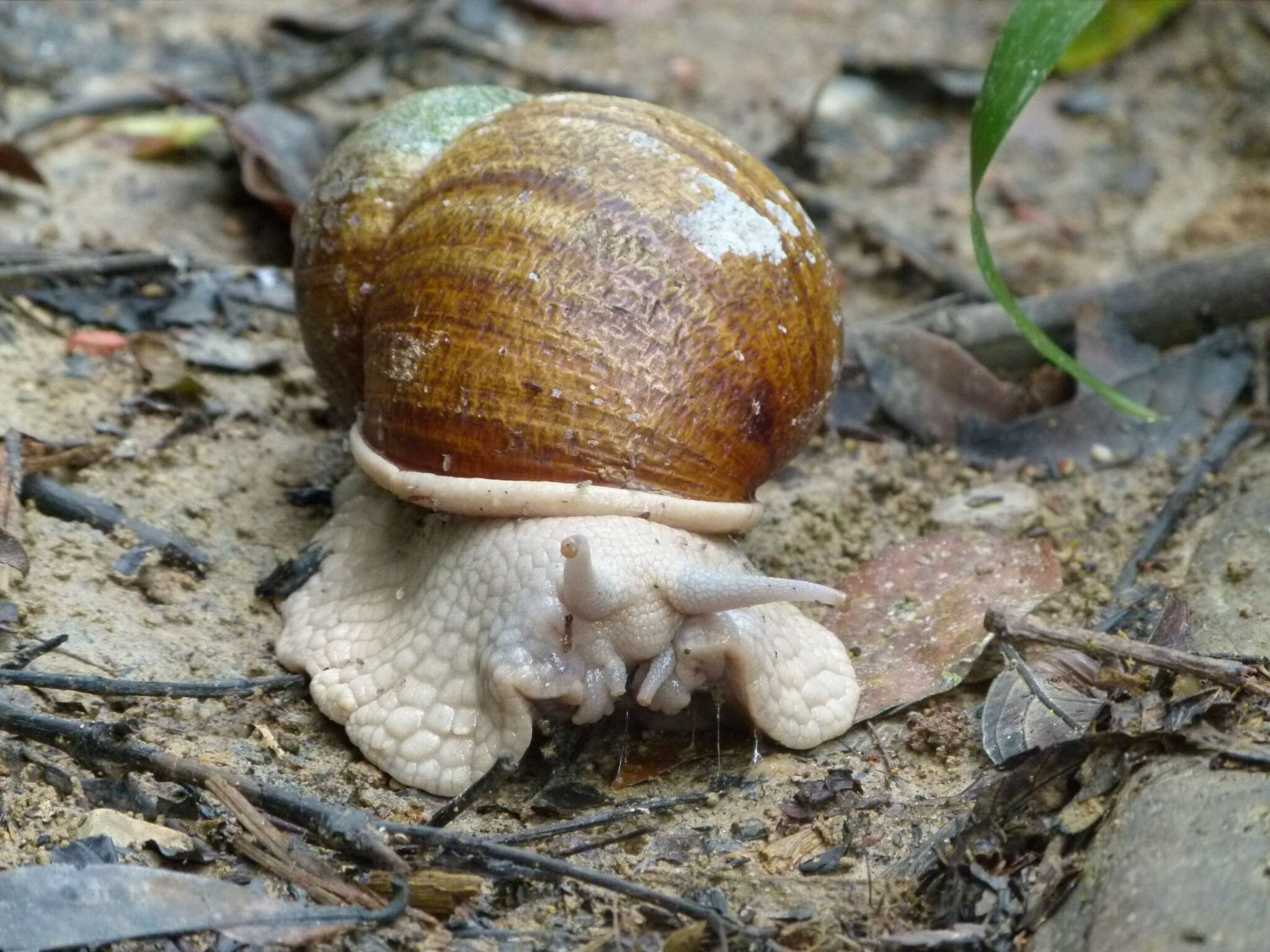 صورة Megalobulimus dryades Fontenelle, Simone & Cavallari 2021