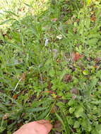 Image of pineland lobelia