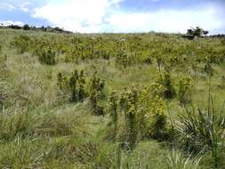 Image of Leucadendron spissifolium subsp. natalense (Thode & Gilg) I. Williams