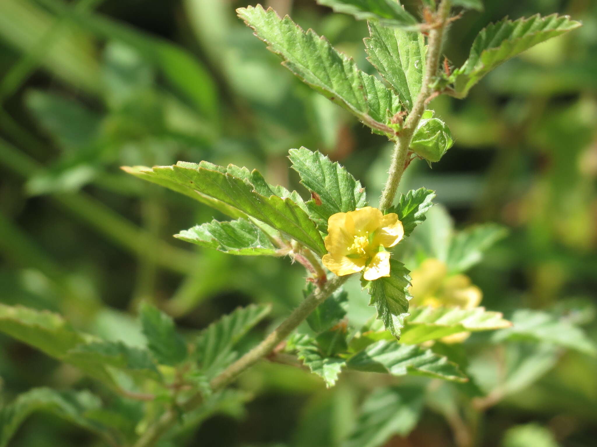 Image de Malvastrum coromandelianum (L.) Garcke