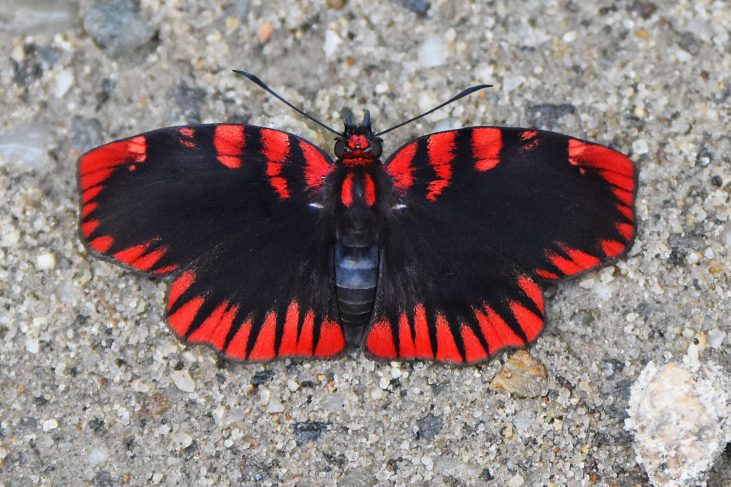 Слика од Haemactis sanguinalis Westwood (1852)