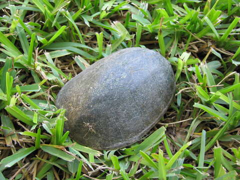 Image of Common Musk Turtle