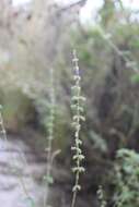 صورة Salvia misella Kunth