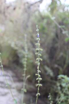 Image of Southern river sage