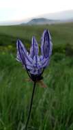 صورة Triteleia grandiflora Lindl.