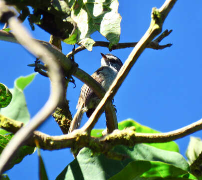 Image of Unstreaked Tit-Tyrant