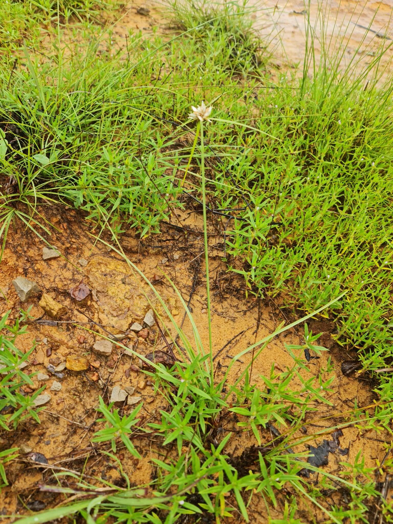 Image of Cyperus niveus Retz.